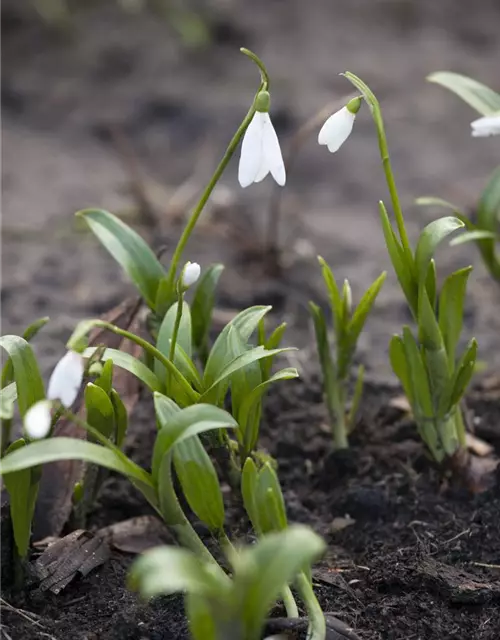 Galanthus Nivalis