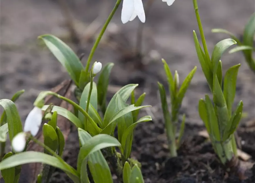 Galanthus Nivalis