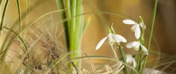 Grüße vom Frühling im Blumengarten – da geht das Herz auf!