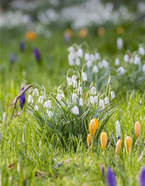 Galanthus Nivalis