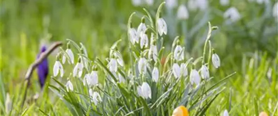 Vom Krokus zur Anemone - mit Frühlingsblumen wird’s bunt