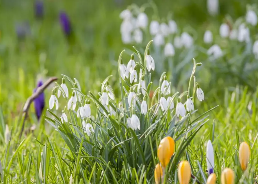 Galanthus Nivalis