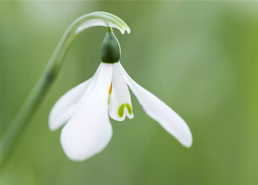 Galanthus Nivalis