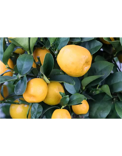 Orangenbaum Citrus 'Kumquat',Stamm mit Früchten, 22 cm Topf, Höhe ca. 70/80 cm