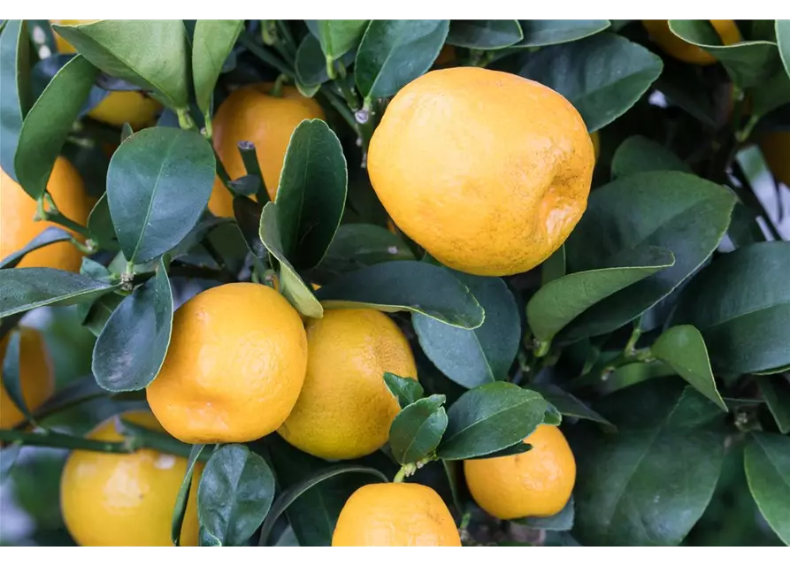 Orangenbaum Citrus 'Kumquat',Stamm mit Früchten, 22 cm Topf, Höhe ca. 70/80 cm