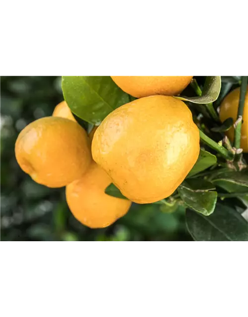 Orangenbaum Citrus 'Kumquat',Stamm mit Früchten, 22 cm Topf, Höhe ca. 70/80 cm