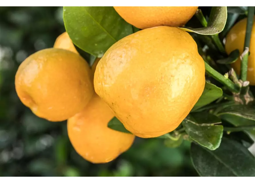 Orangenbaum Citrus 'Kumquat',Stamm mit Früchten, 22 cm Topf, Höhe ca. 70/80 cm