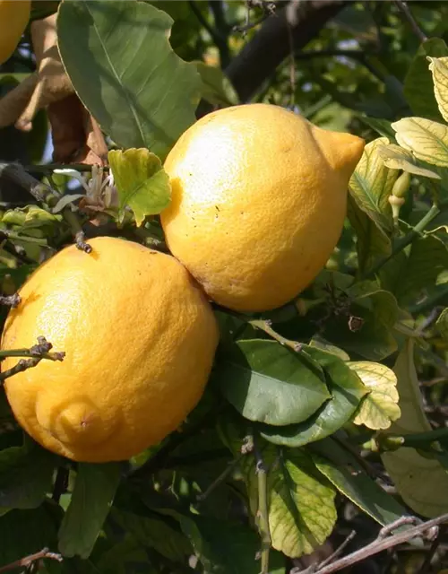 Citrus limon 'Meyer' mit Früchten, Topf-Ø 20 cm