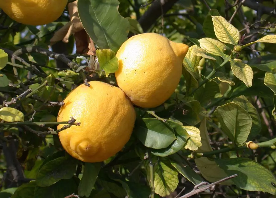 Citrus limon 'Meyer' mit Früchten, Topf-Ø 20 cm