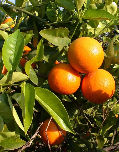 Citrus sinensis 'Arancio' im 26 cm Topf