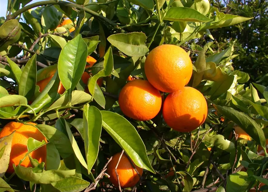 Citrus sinensis 'Arancio' im 26 cm Topf