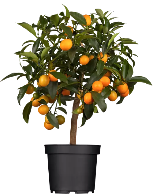 Orangenbaum Citrus 'Kumquat',Stamm mit Früchten, 22 cm Topf, Höhe ca. 70/80 cm