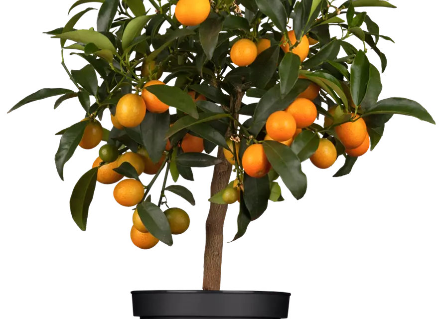 Orangenbaum Citrus 'Kumquat',Stamm mit Früchten, 22 cm Topf, Höhe ca. 70/80 cm