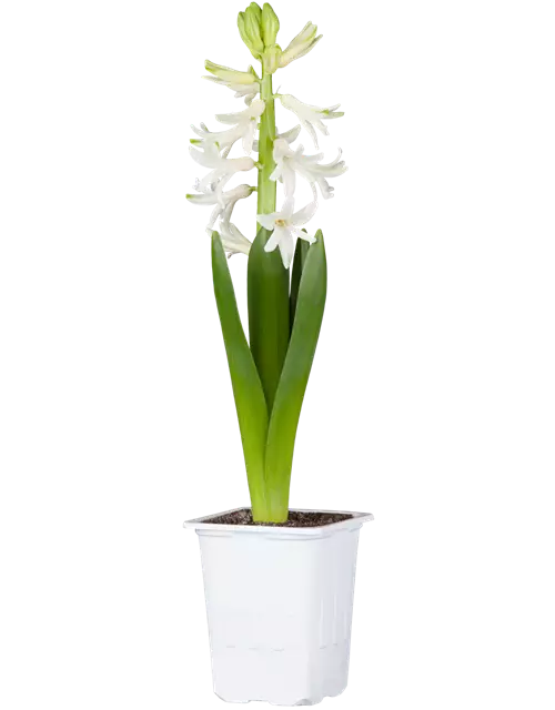 Hyazinthe 'White Pearl' im 8,5 cm Topf, weiss