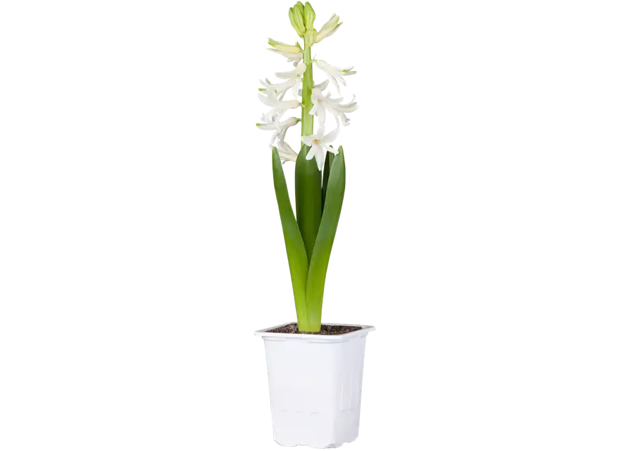 Hyazinthe 'White Pearl' im 8,5 cm Topf, weiss