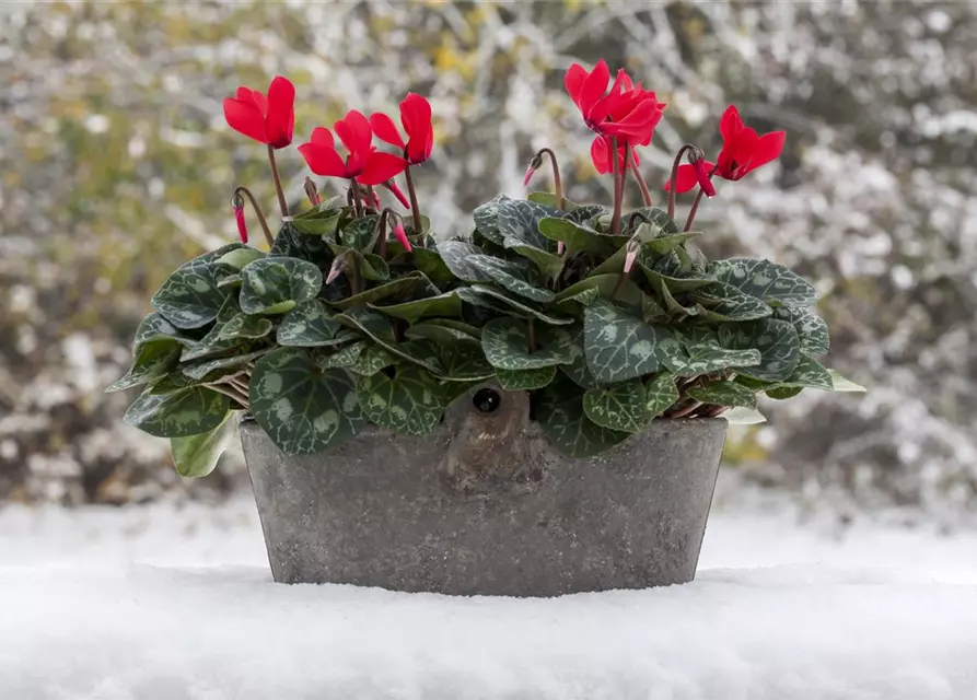 Alpenveilchen, rot, 10,5 cm Topf