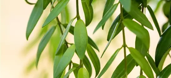 Aeschynanthus japhrolepis