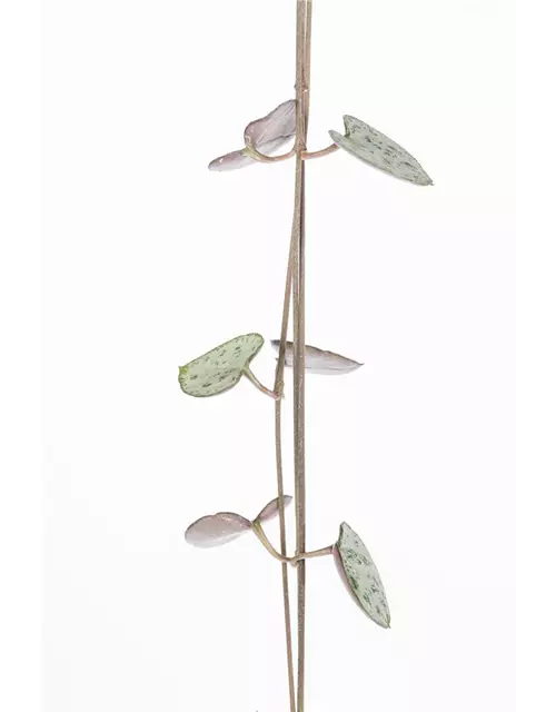 Hängende Leuchterblume, 14cm Topf