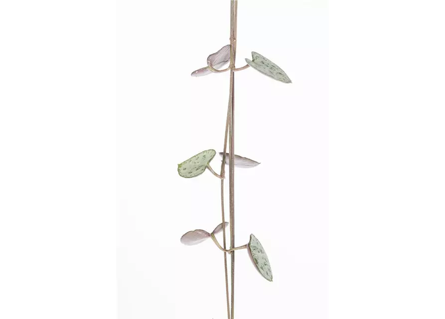 Hängende Leuchterblume, 14cm Topf