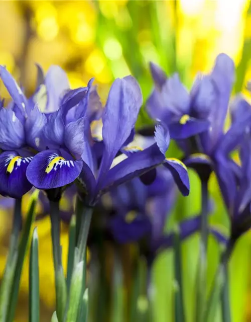 Iris Reticulata Joyce