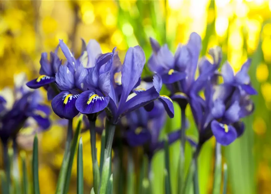 Iris Reticulata Joyce