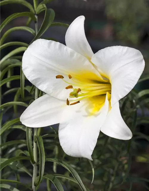 Lilium candidum