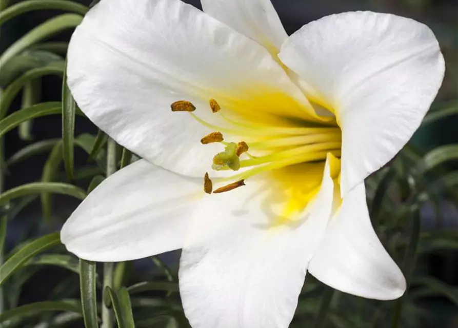 Lilium candidum