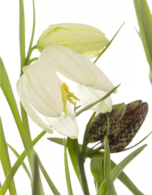 Schachbrettblume Fritillaria 'Meleagris'