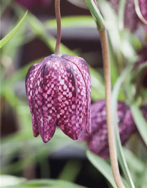 Schachbrettblume Fritillaria 'Meleagris'