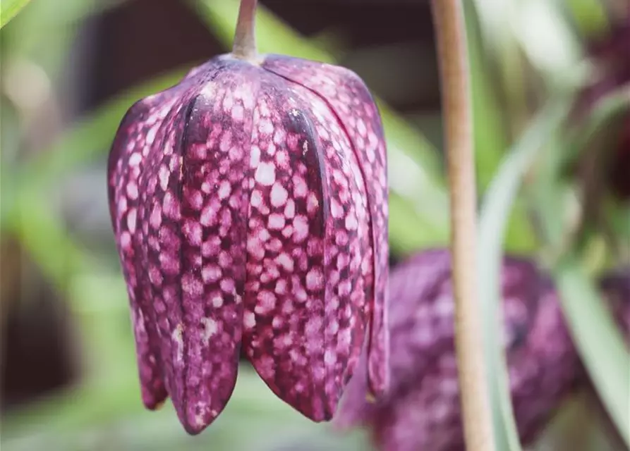 Schachbrettblume Fritillaria 'Meleagris'