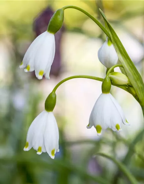 Leucojum aestivum