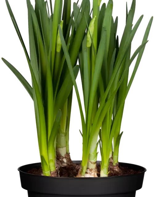 Leucojum aestivum