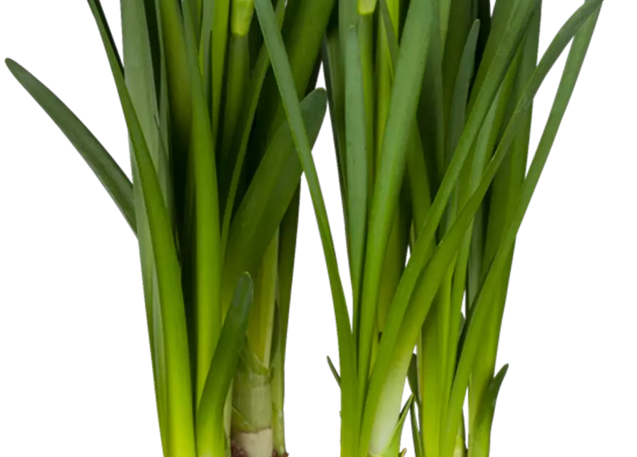 Leucojum aestivum