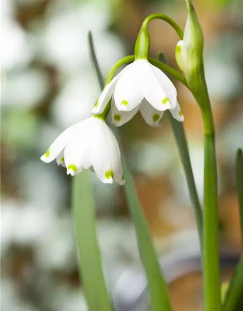 Leucojum aestivum