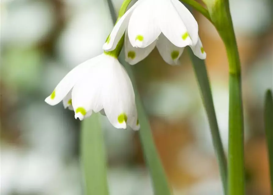 Leucojum aestivum