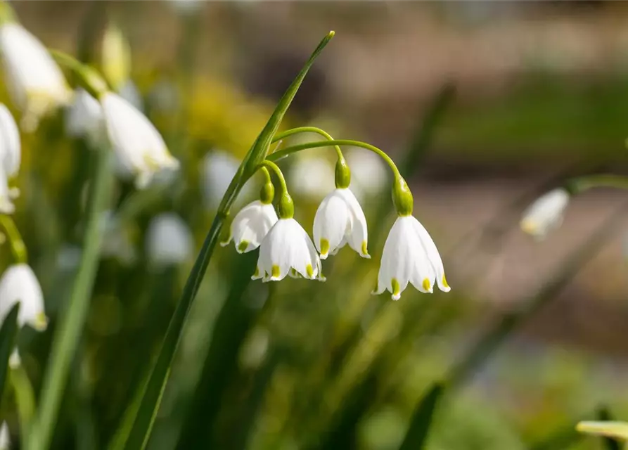 Leucojum aestivum