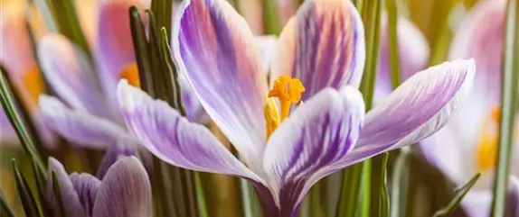 Hyazinthe, Krokus und Co. – der Frühling wird bunt