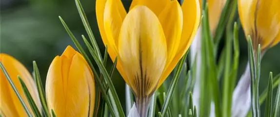 Zwiebelblumen im Balkonkasten und im Beet – ein Farbenspiel!