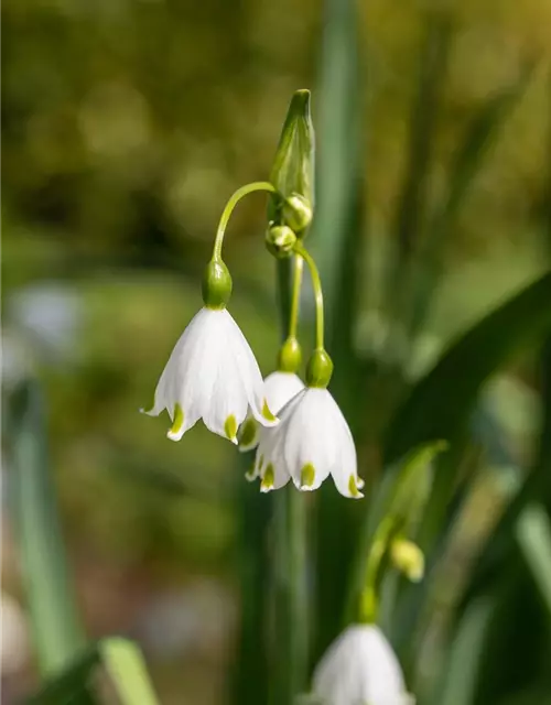 Leucojum Aestivum