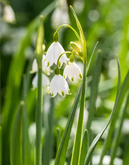 Leucojum Aestivum