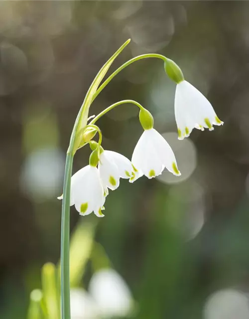 Leucojum Aestivum