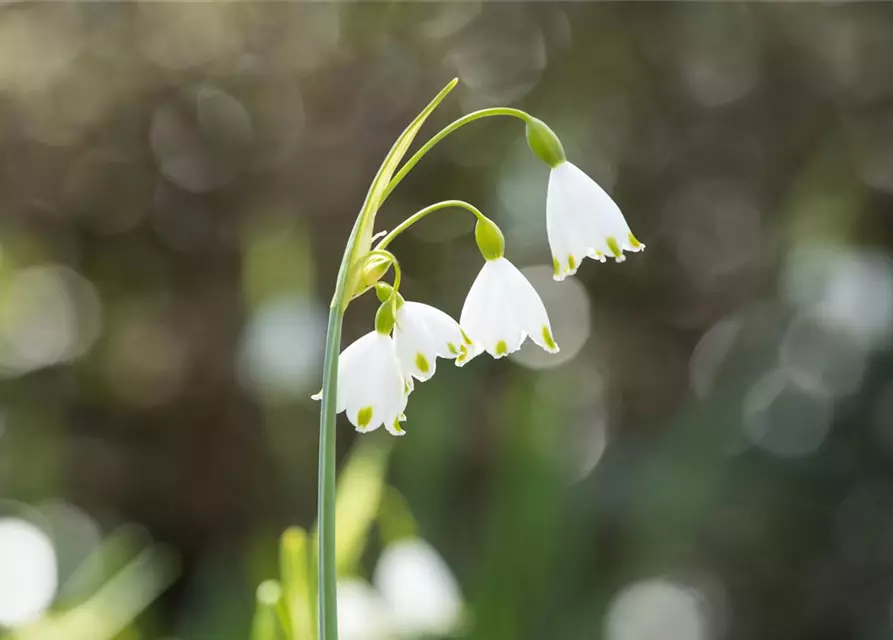 Leucojum Aestivum