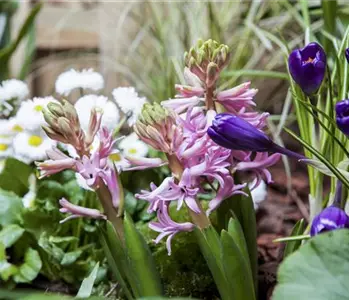 Vom Krokus zur Anemone - mit Frühlingsblumen wird’s bunt