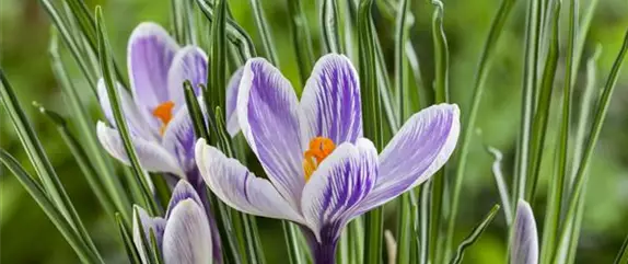 Vom Krokus zur Anemone - mit Frühlingsblumen wird’s bunt