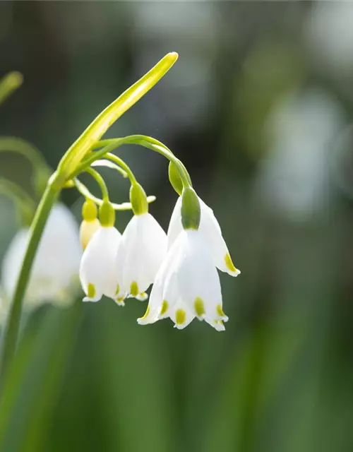 Leucojum Aestivum