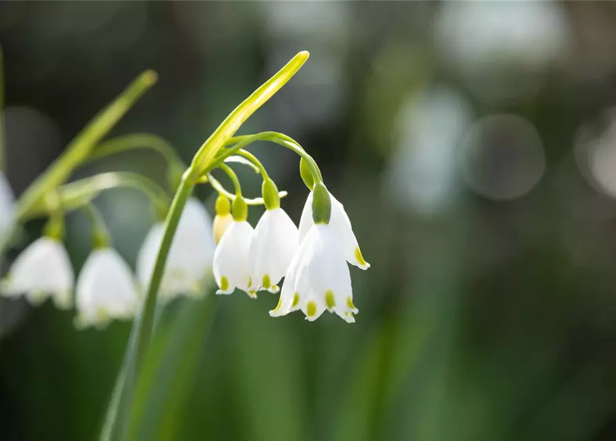 Leucojum Aestivum