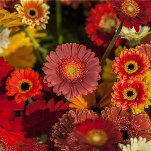 Grün durch den Winter: die Top 8 der Winterblumen