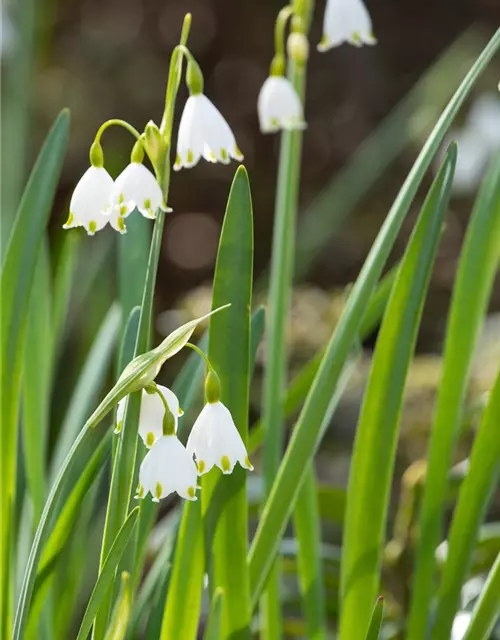 Leucojum Aestivum