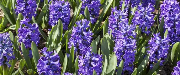 Grüße vom Frühling im Blumengarten – da geht das Herz auf!