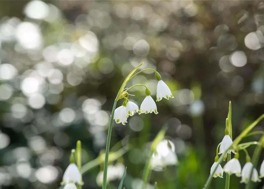 Leucojum Aestivum